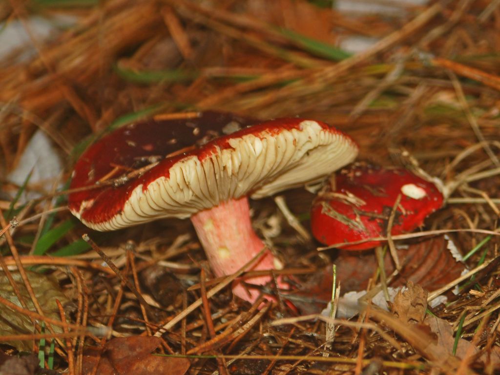 Russula xerampelina